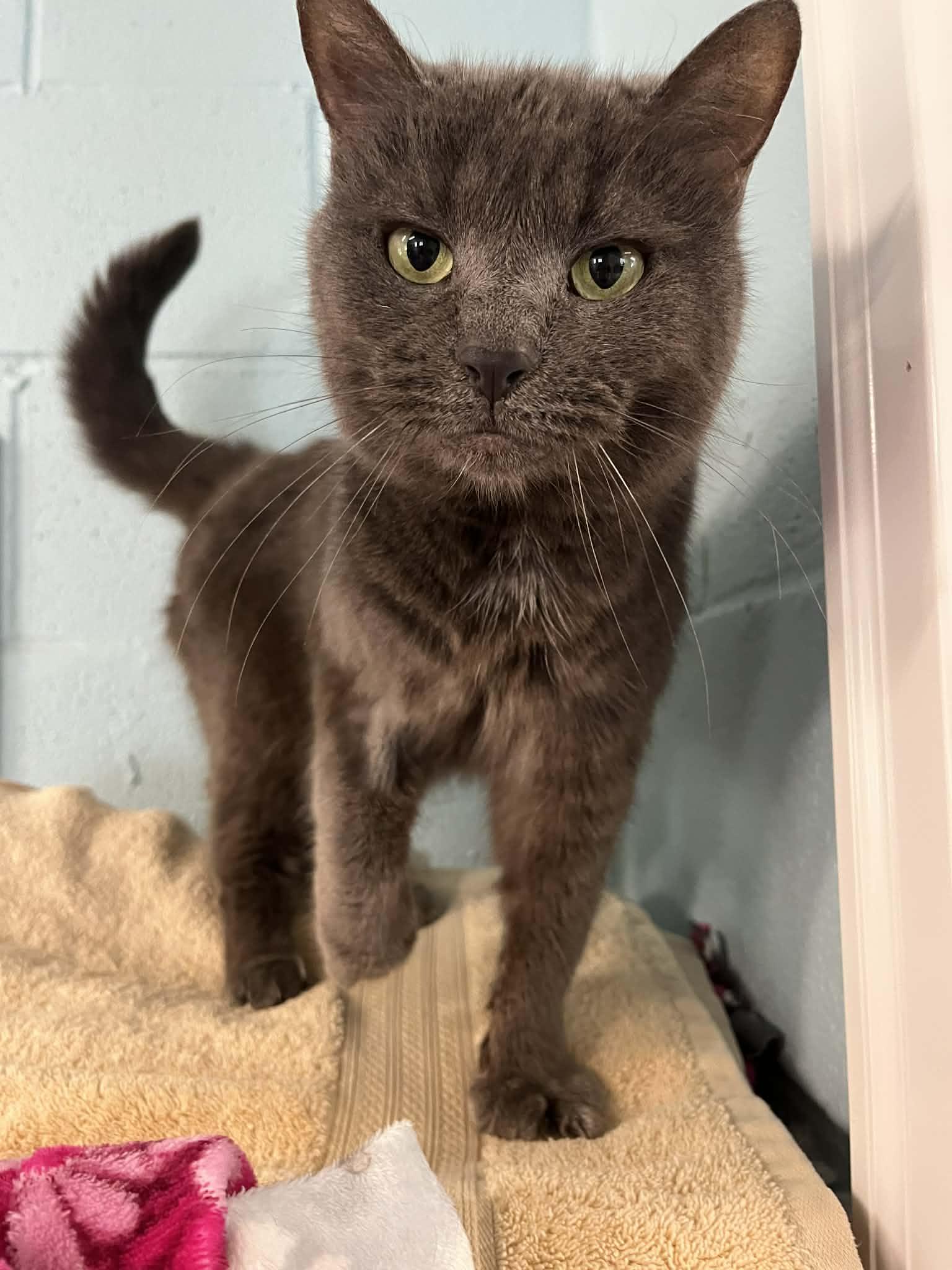 Enlarge Dana, an adopted Domestic Short Hair in Warren, OH image 3/4