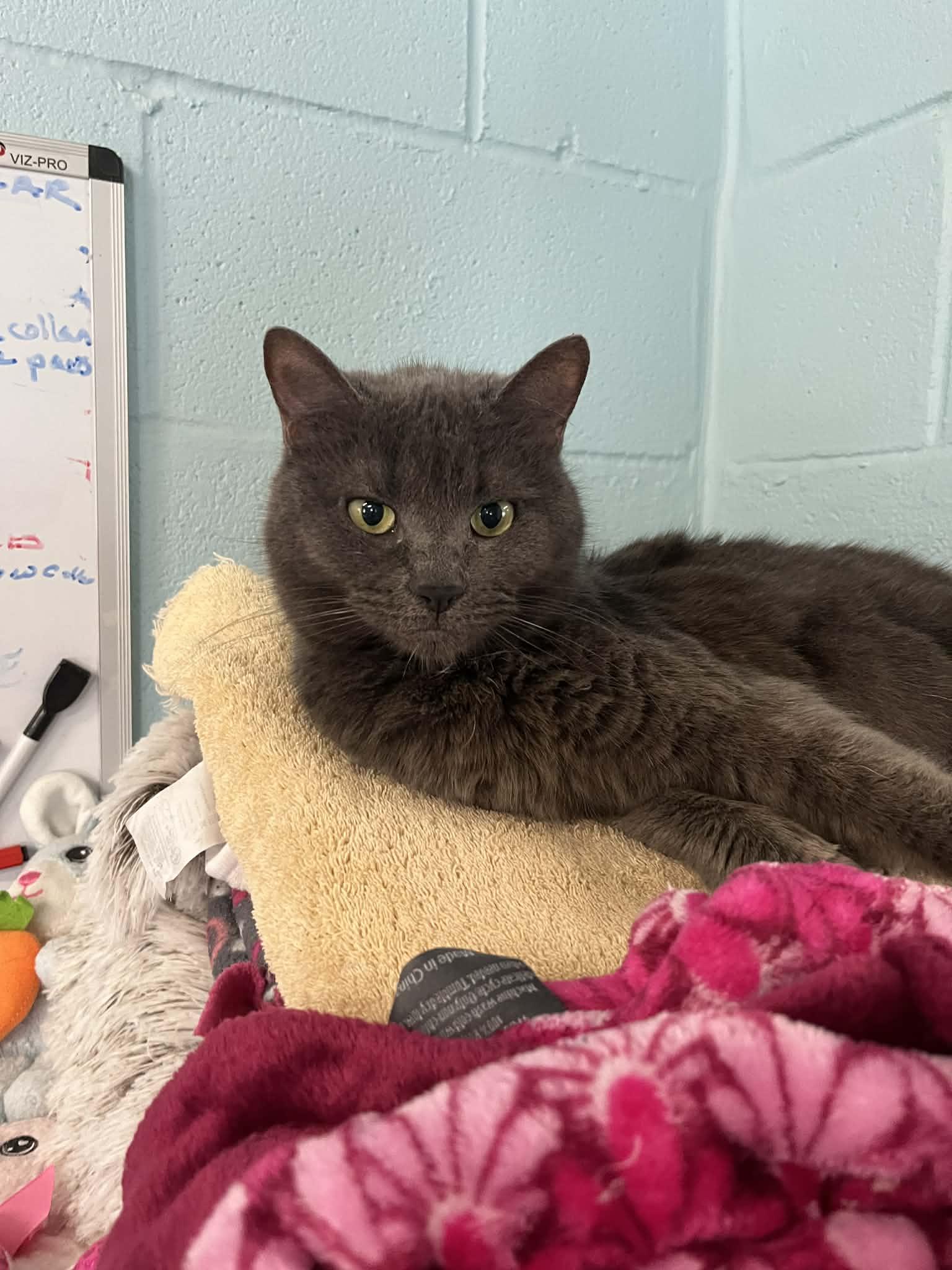 Enlarge Dana, an adopted Domestic Short Hair in Warren, OH image 4/4