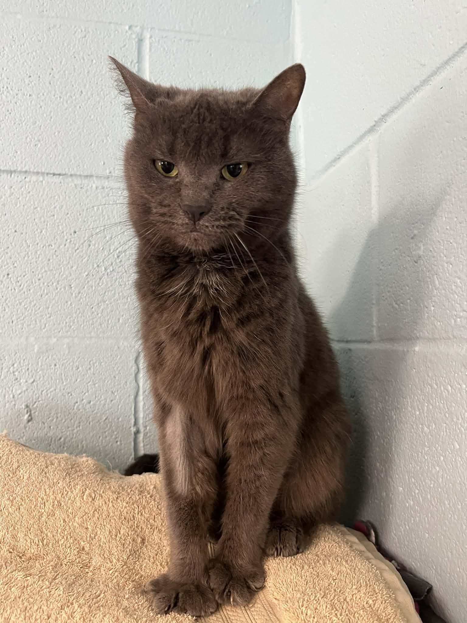 Enlarge Dana, an adopted Domestic Short Hair in Warren, OH image 2/4