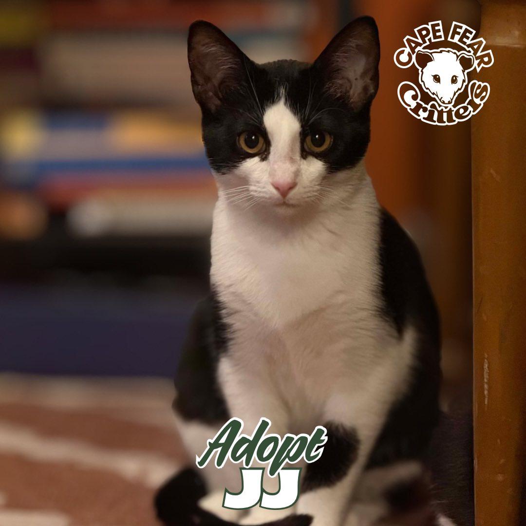 JJ, ADOPTABLE, Kitten Male Domestic Short Hair.