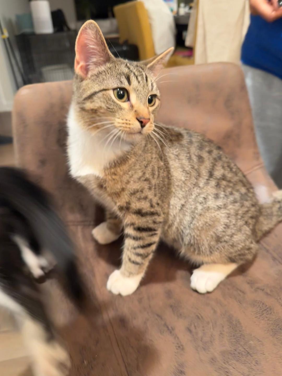 Mochi and Saxon, an adopted Domestic Short Hair in Mokena, IL image 4/6