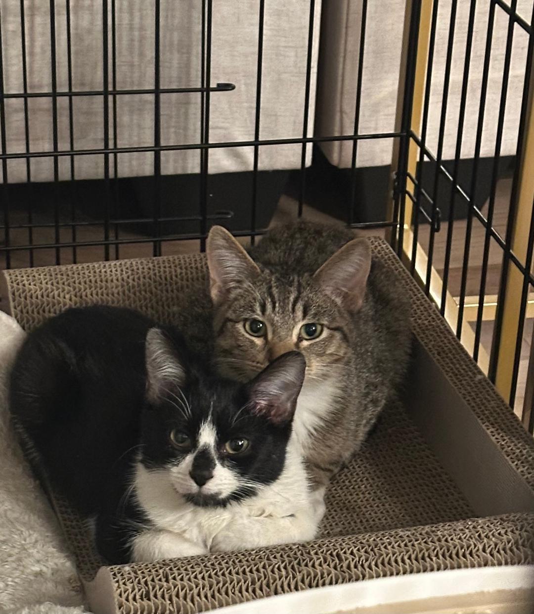 Mochi and Saxon, an adopted Domestic Short Hair in Mokena, IL image 5/6