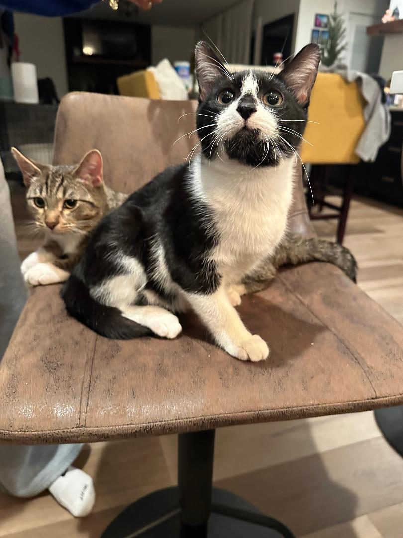 Mochi and Saxon, an adopted Domestic Short Hair in Mokena, IL image 2/6