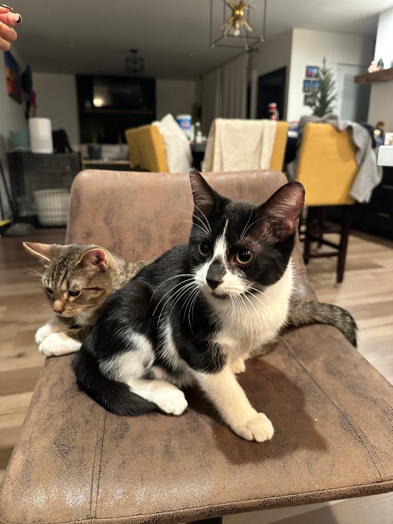 Mochi and Saxon, an adopted Domestic Short Hair in Mokena, IL image 1/6