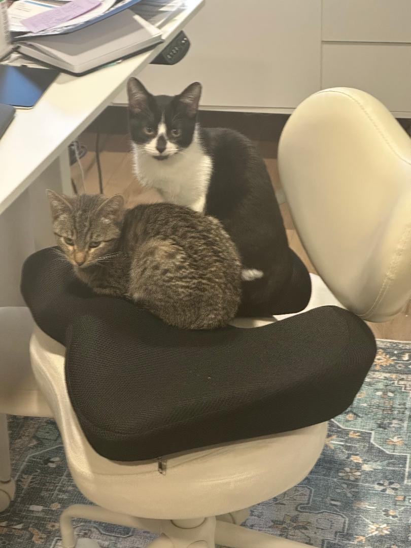 Mochi and Saxon, an adopted Domestic Short Hair in Mokena, IL image 6/6