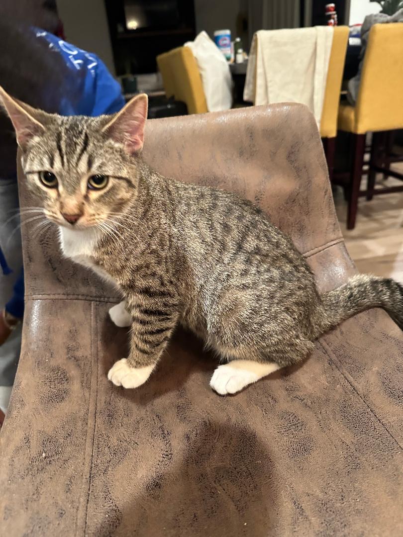 Mochi and Saxon, an adopted Domestic Short Hair in Mokena, IL image 3/6