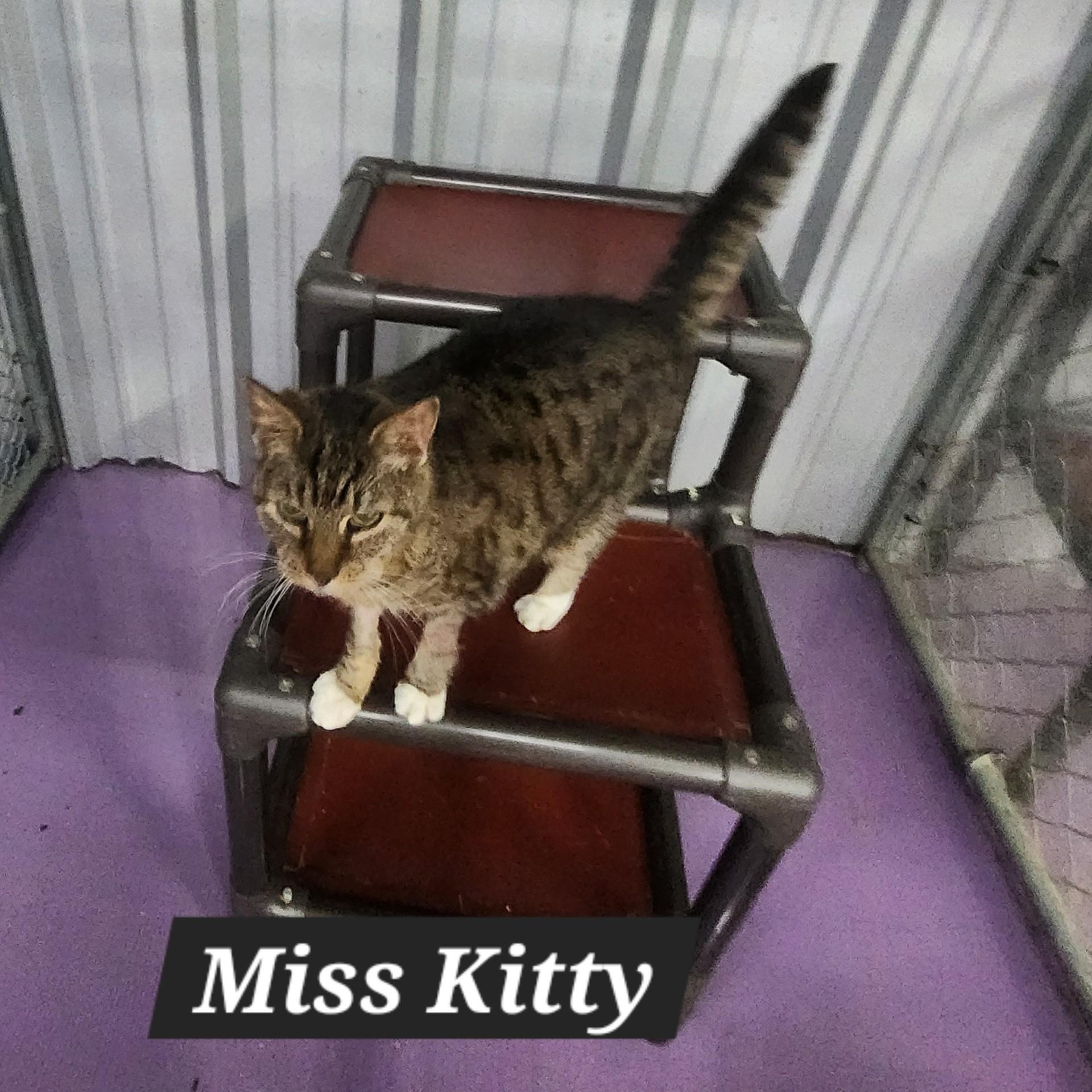 Enlarge Miss Kitty, an adoptable Domestic Short Hair in SNOW HILL, NC image 2/3