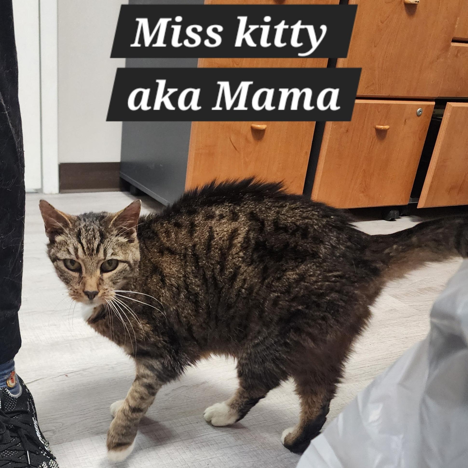 Enlarge Miss Kitty, an adoptable Domestic Short Hair in SNOW HILL, NC image 3/3