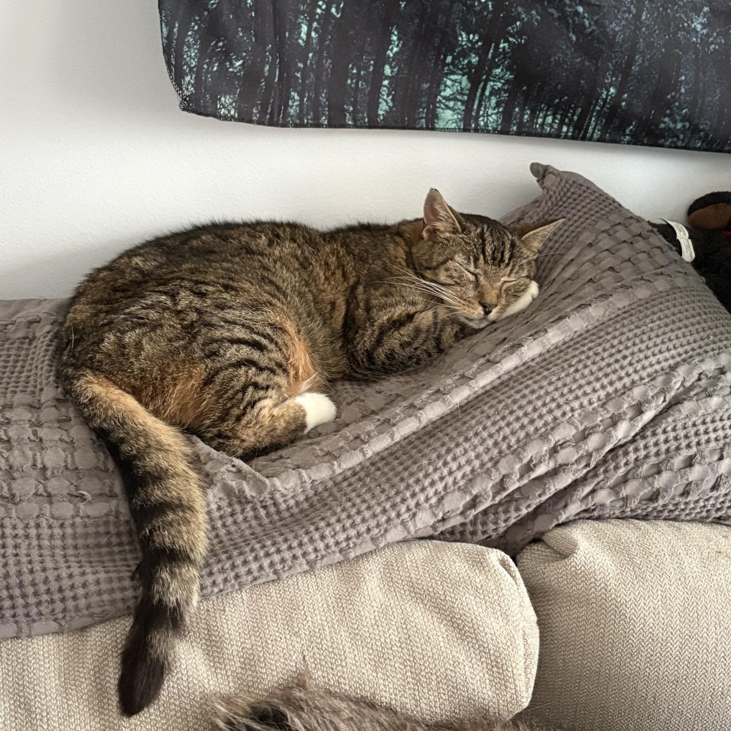 Enlarge Miss Kitty, an adoptable Domestic Short Hair in SNOW HILL, NC image 1/3