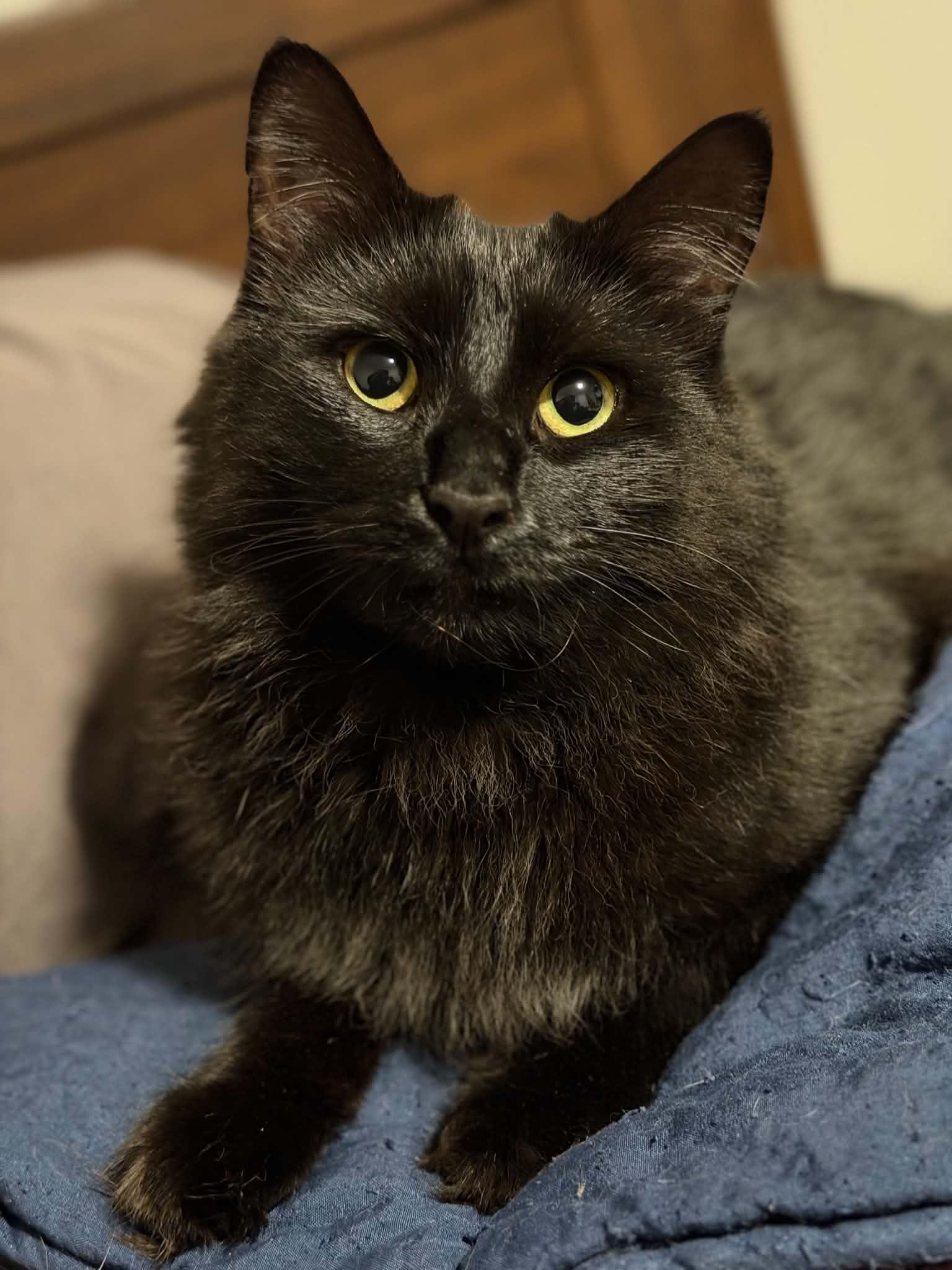 Marlene, Adoptable, Adult Female Domestic Long Hair.