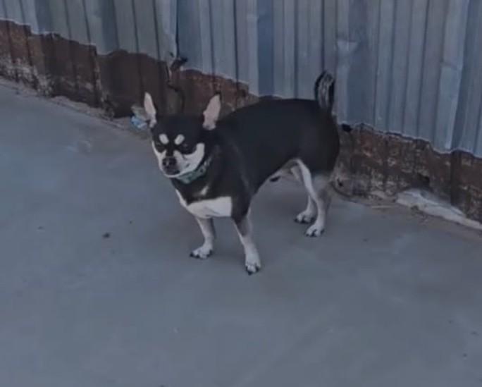 Bubba, Adopted, Adult Male Chihuahua.