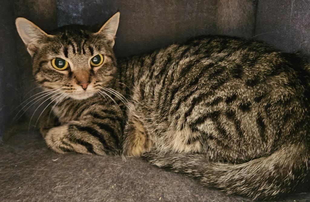 Munchkin thumbnail 2