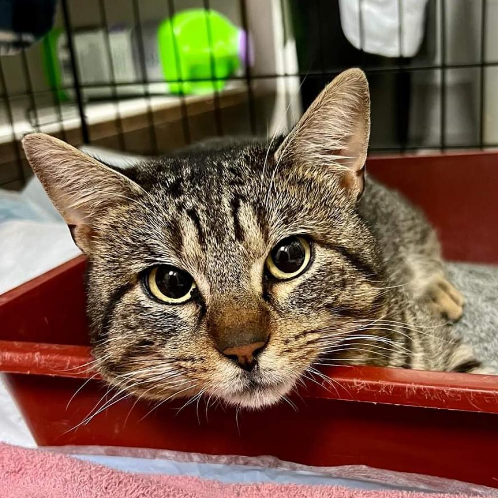 Mr. Grumps, Adoptable, Adult Male Domestic Short Hair.