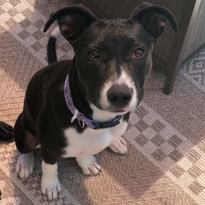 Enlarge Cinder, a Adoptable Mixed Breed in Buffalo, MN image 1/4