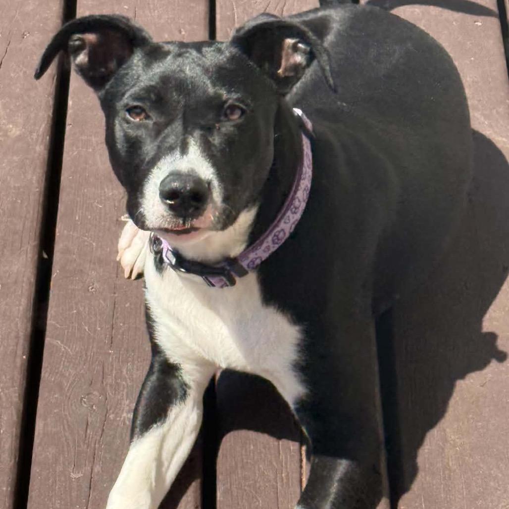 Enlarge Cinder, a Adoptable Mixed Breed in Buffalo, MN image 2/4