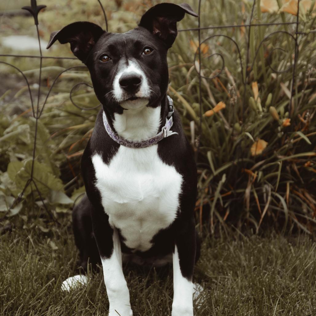 Enlarge Cinder, a Adoptable Mixed Breed in Buffalo, MN image 2/6