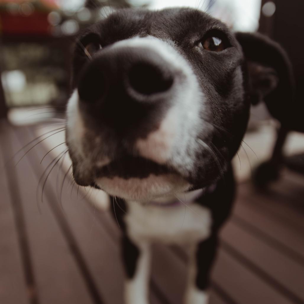 Enlarge Cinder, a Adoptable Mixed Breed in Buffalo, MN image 3/6