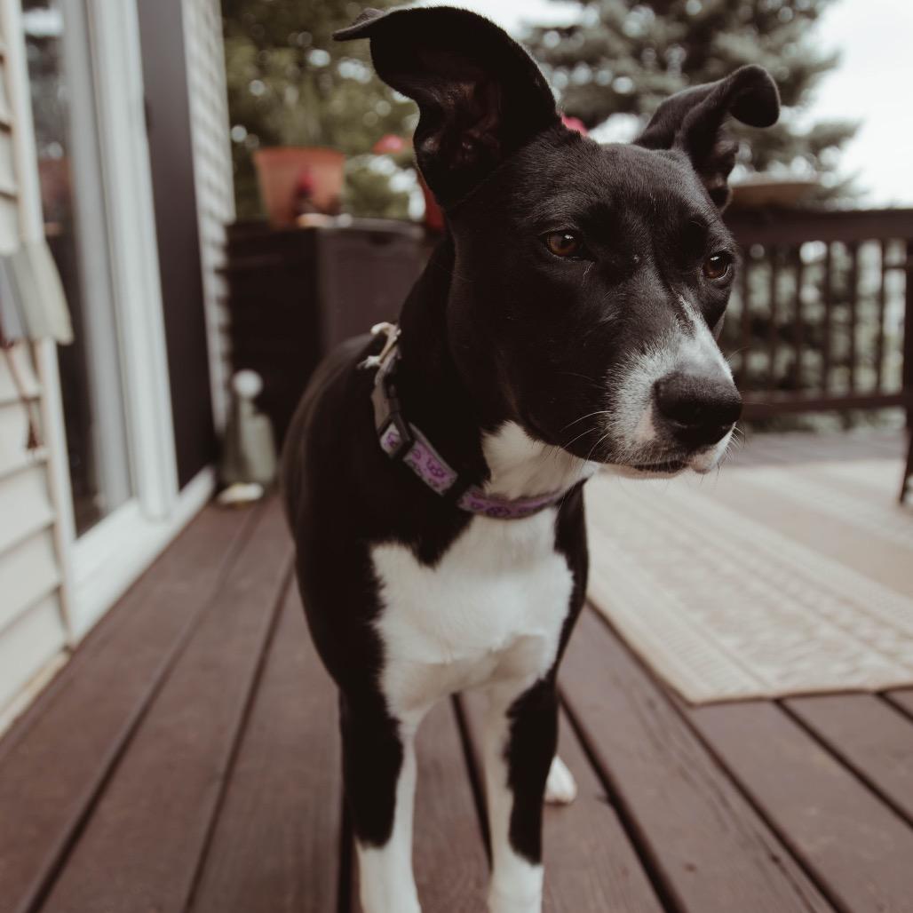 Enlarge Cinder, a Adoptable Mixed Breed in Buffalo, MN image 4/6