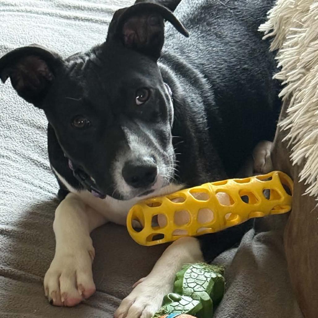 Enlarge Cinder, a Adoptable Mixed Breed in Buffalo, MN image 3/4