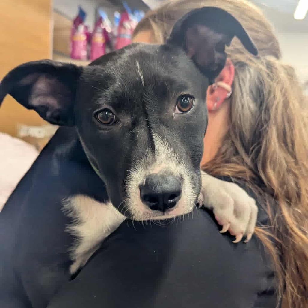 Cinder, Adoptable, Young Female Mixed Breed.