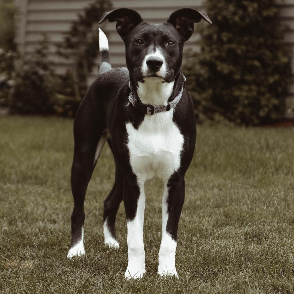 Enlarge Cinder, a Adoptable Mixed Breed in Buffalo, MN image 5/6
