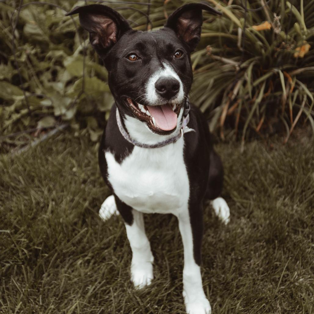 Enlarge Cinder, a Adoptable Mixed Breed in Buffalo, MN image 1/6