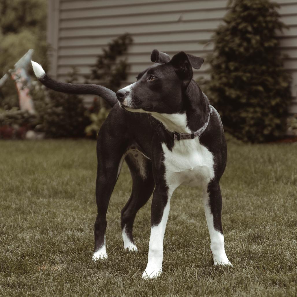 Enlarge Cinder, a Adoptable Mixed Breed in Buffalo, MN image 6/6