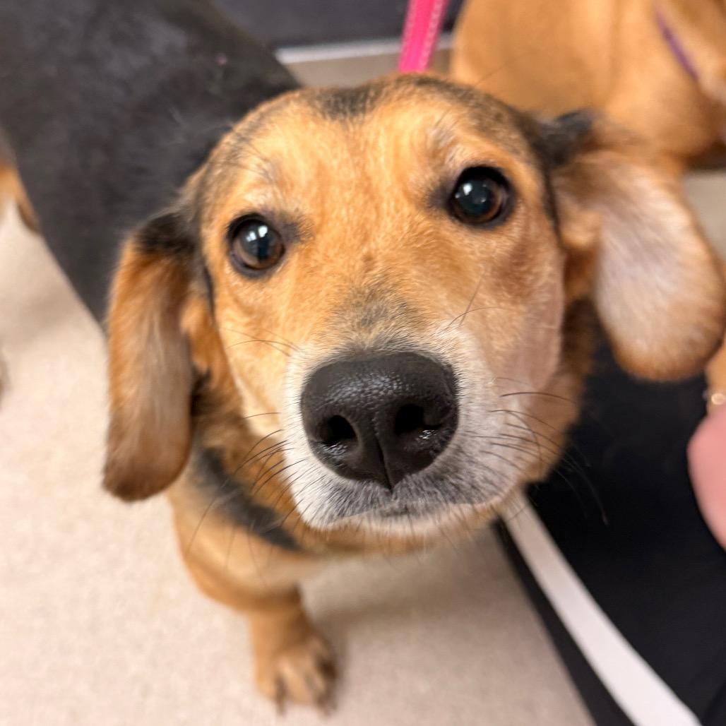 Mj, Adoptable, Adult Female Beagle & Cardigan Welsh Corgi.