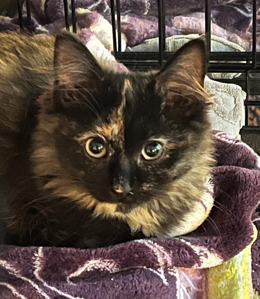 Enlarge Lita FFAH, a Adoptable mixed breed in Newaygo, MI image 1/1