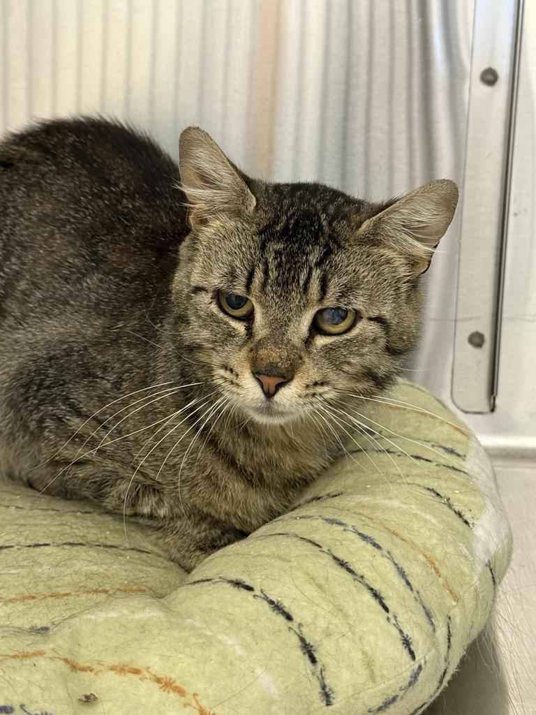 Twix, Adoptable, Adult Male Domestic Short Hair.