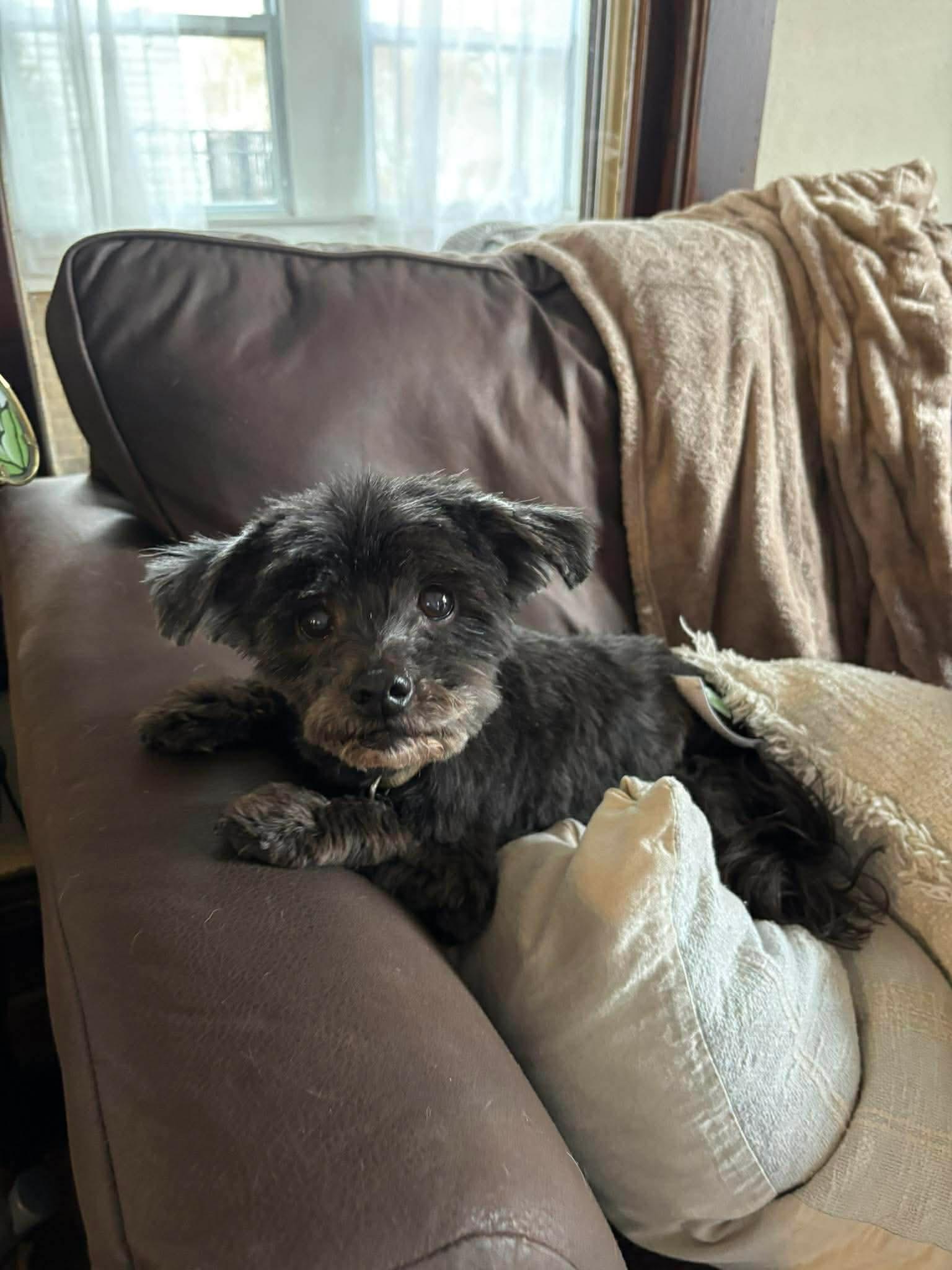 Enlarge Pip, a ADOPTABLE Havanese in Whitewater, WI image 2/5