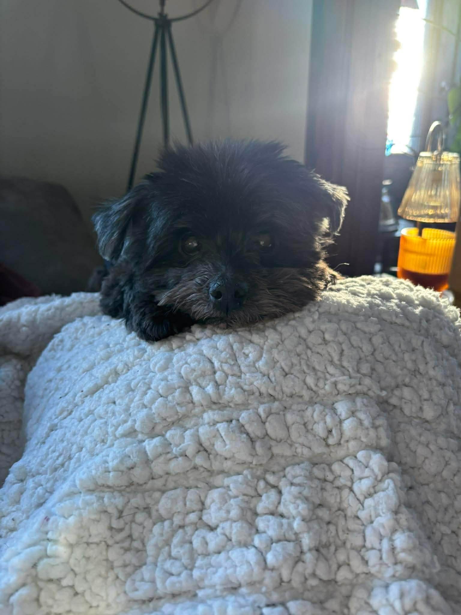 Enlarge Pip, a ADOPTABLE Havanese in Whitewater, WI image 3/5