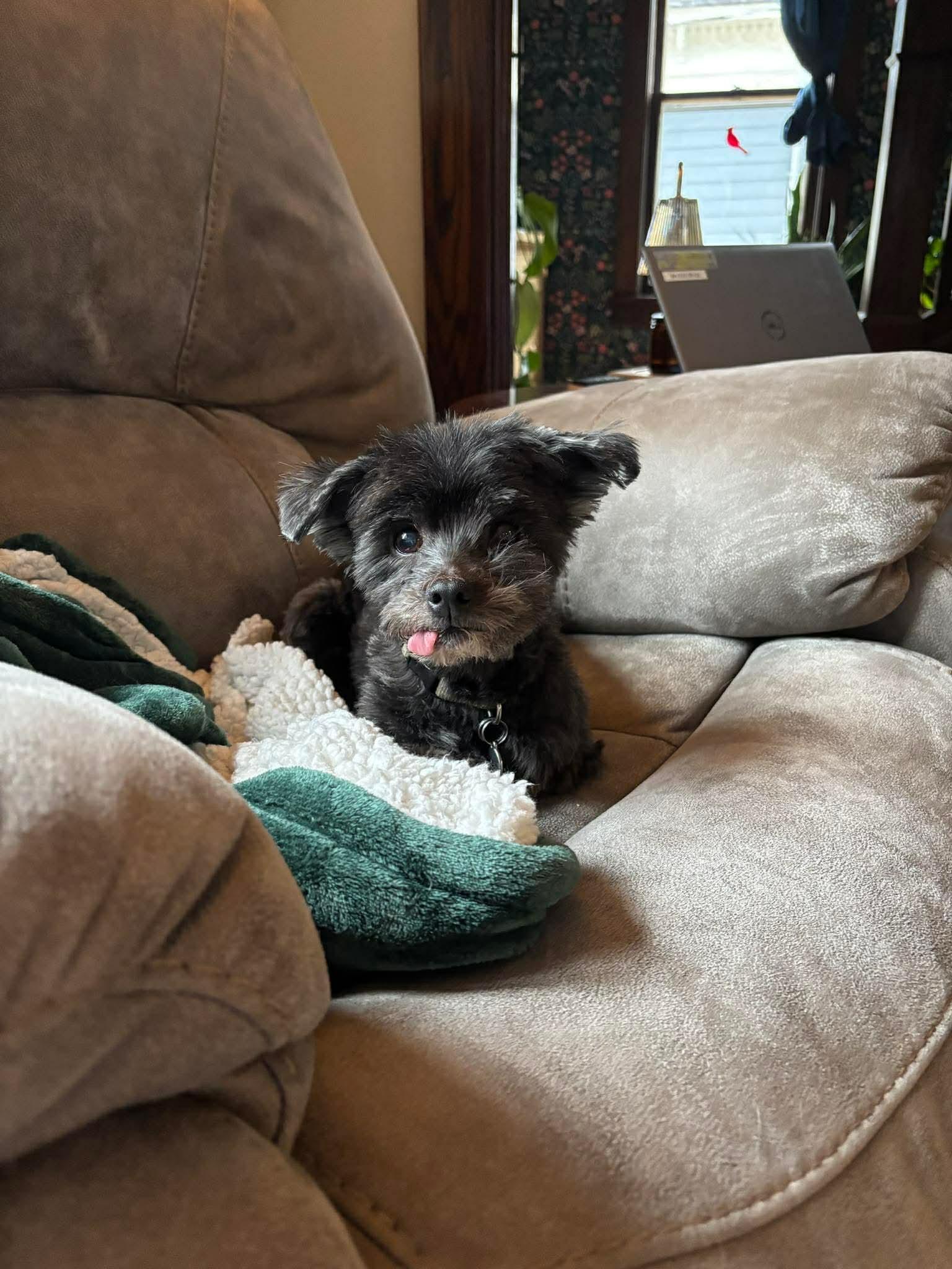 Enlarge Pip, a ADOPTABLE Havanese in Whitewater, WI image 1/5