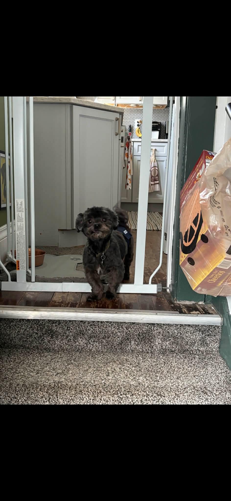 Enlarge Pip, a ADOPTABLE Havanese in Whitewater, WI image 4/5