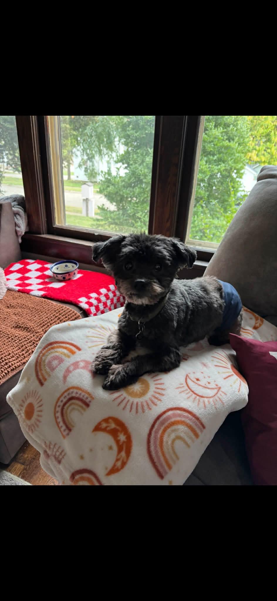 Enlarge Pip, a ADOPTABLE Havanese in Whitewater, WI image 5/5