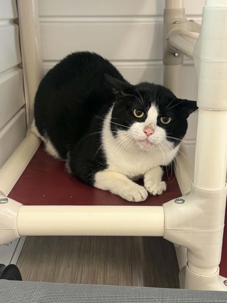 Enlarge Kitty BooBoo, a Adoptable mixed breed in Marion, OH image 1/1