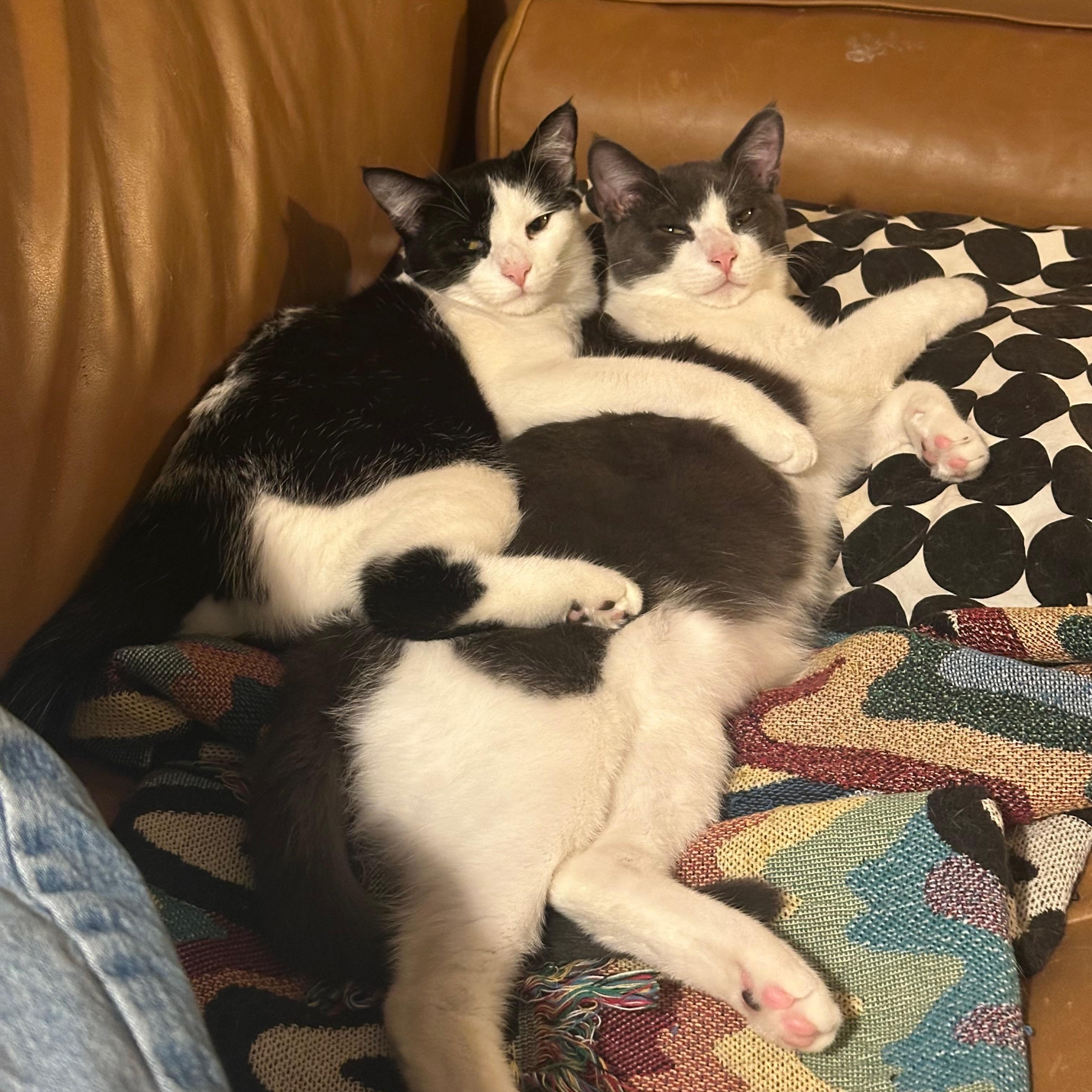 Flower & Chalk, a Adoptable Domestic Short Hair in Brooklyn , NY image 5/6