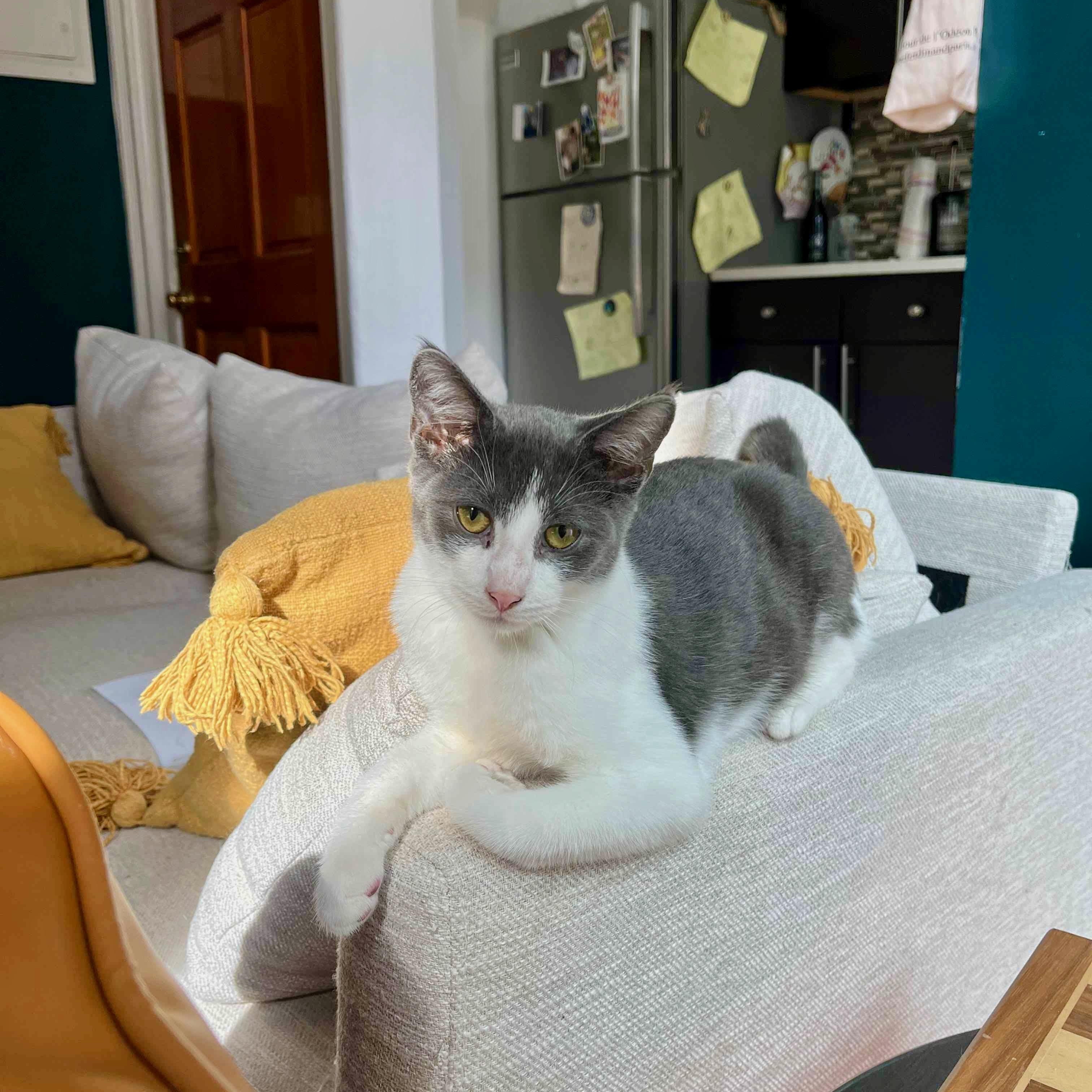 Flower & Chalk, a Adoptable Domestic Short Hair in Brooklyn , NY image 4/6