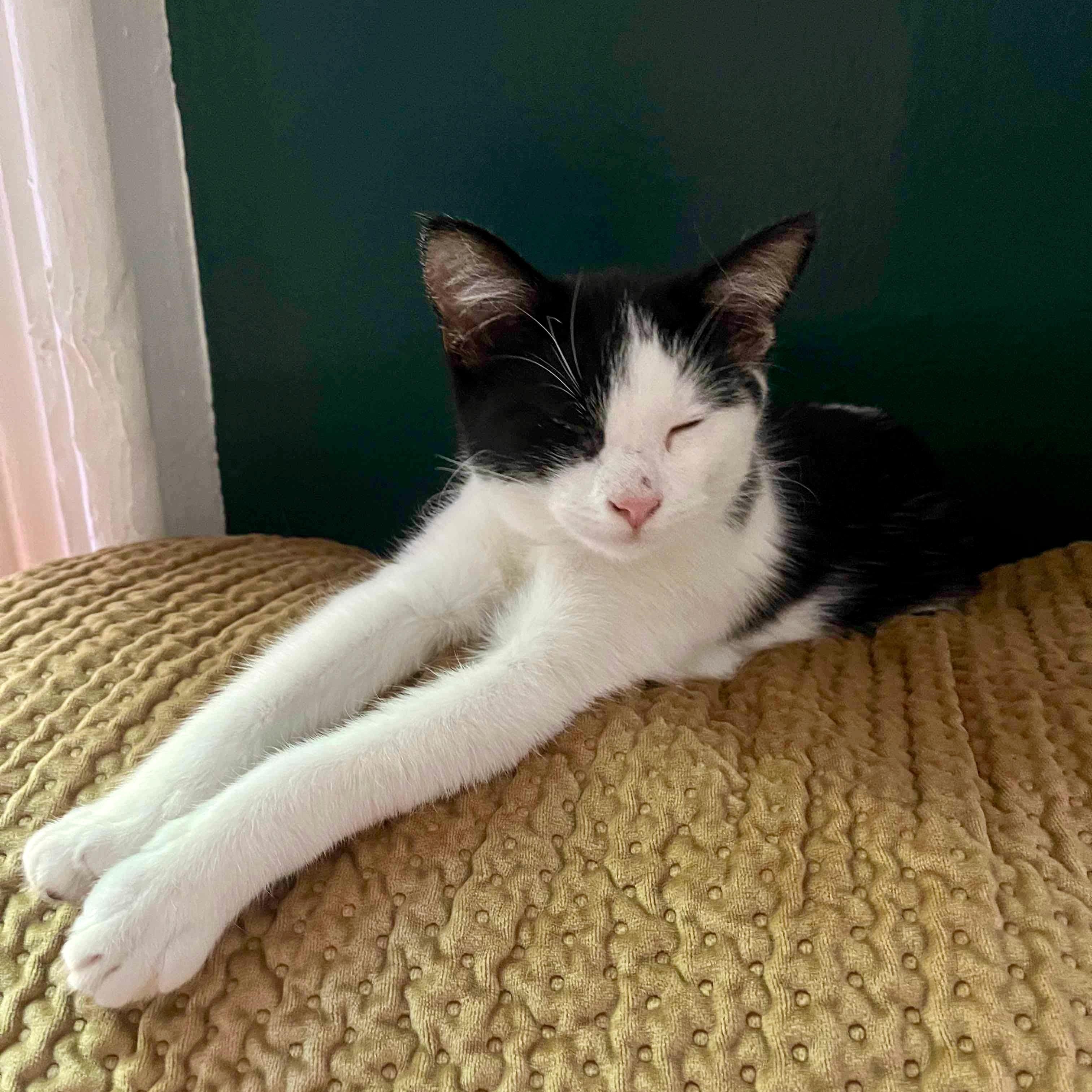 Flower & Chalk, a Adoptable Domestic Short Hair in Brooklyn , NY image 2/6