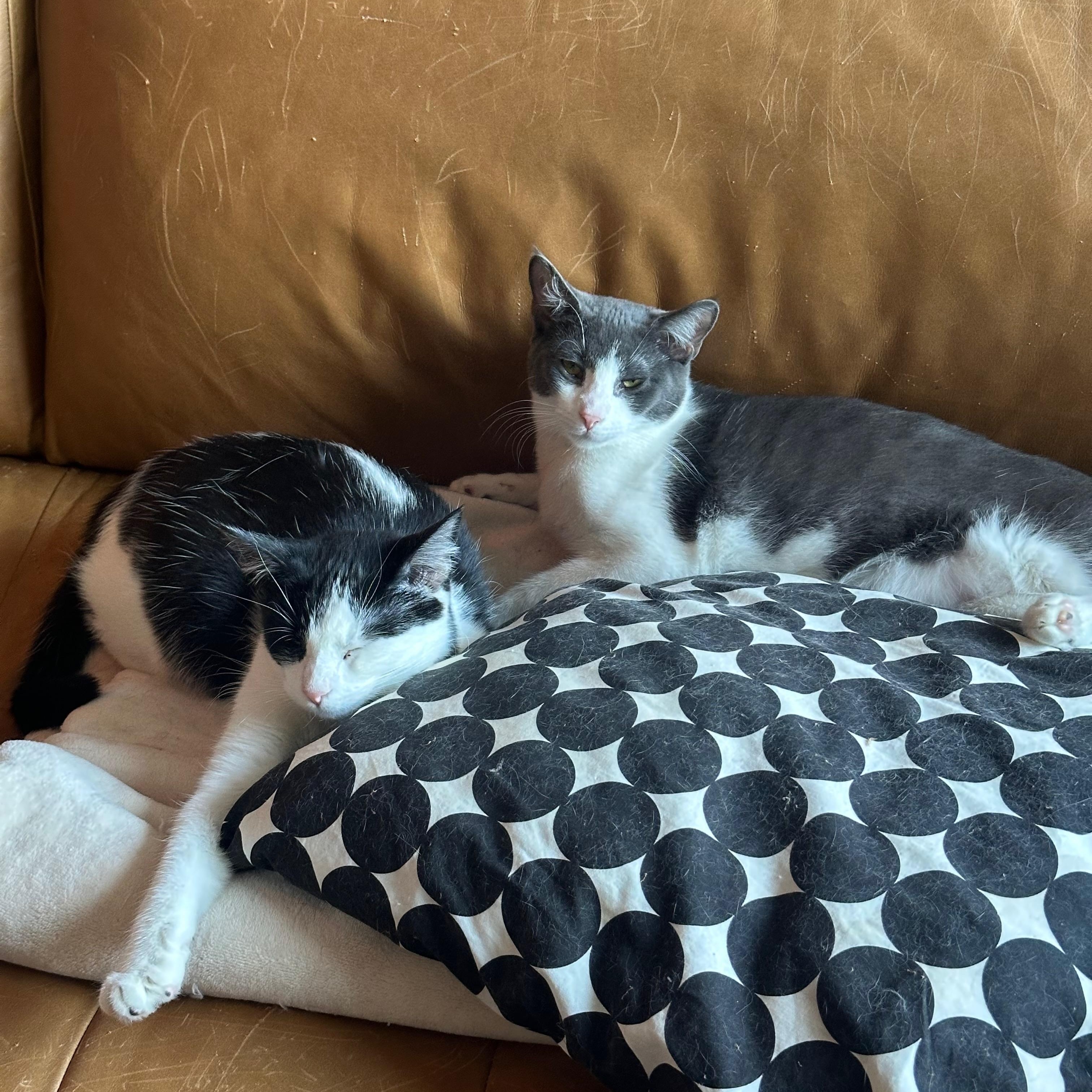 Flower & Chalk, a Adoptable Domestic Short Hair in Brooklyn , NY image 1/6