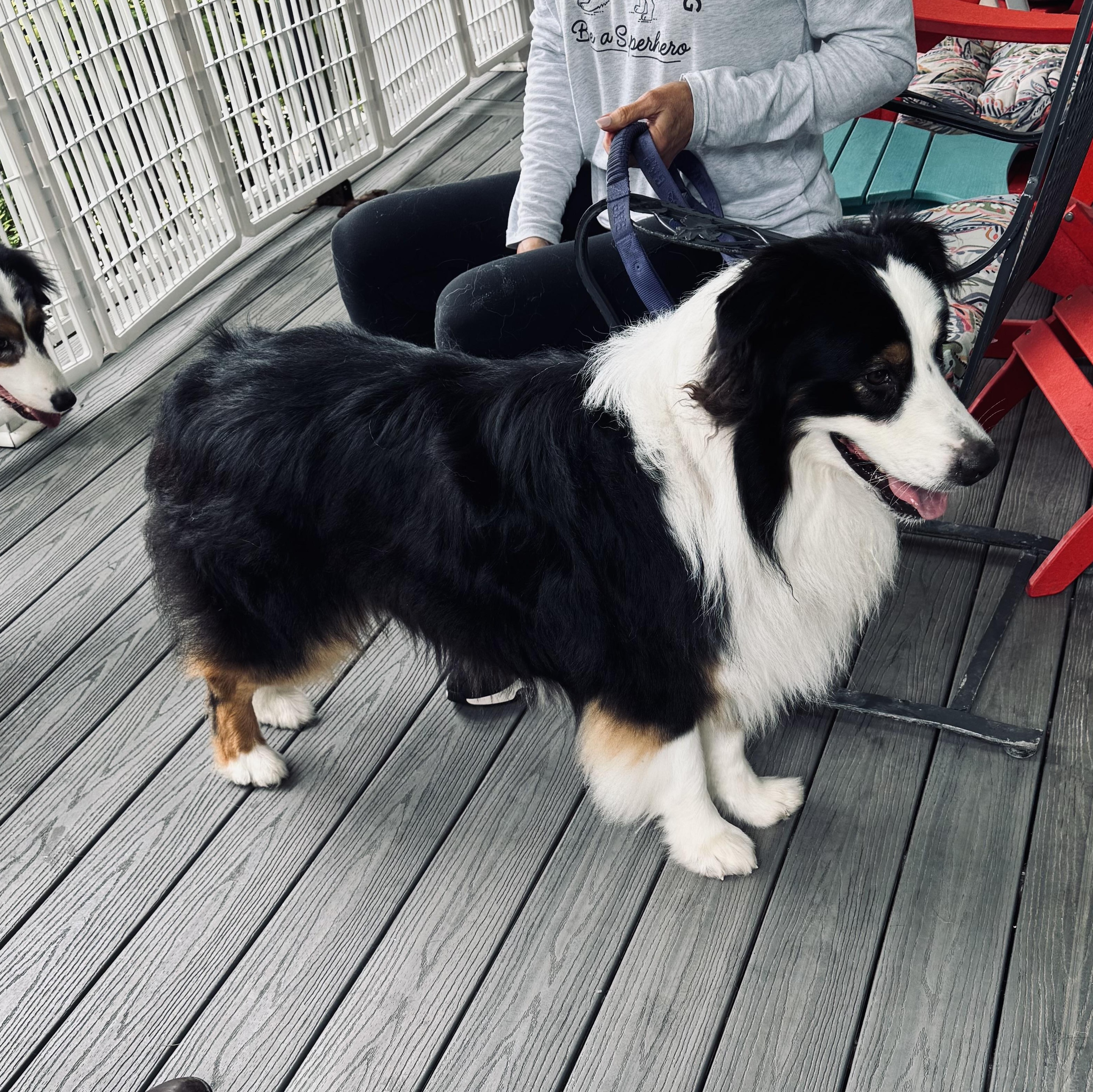 Matty, a ADOPTABLE Australian Shepherd in Louisburg, KS image 2/6
