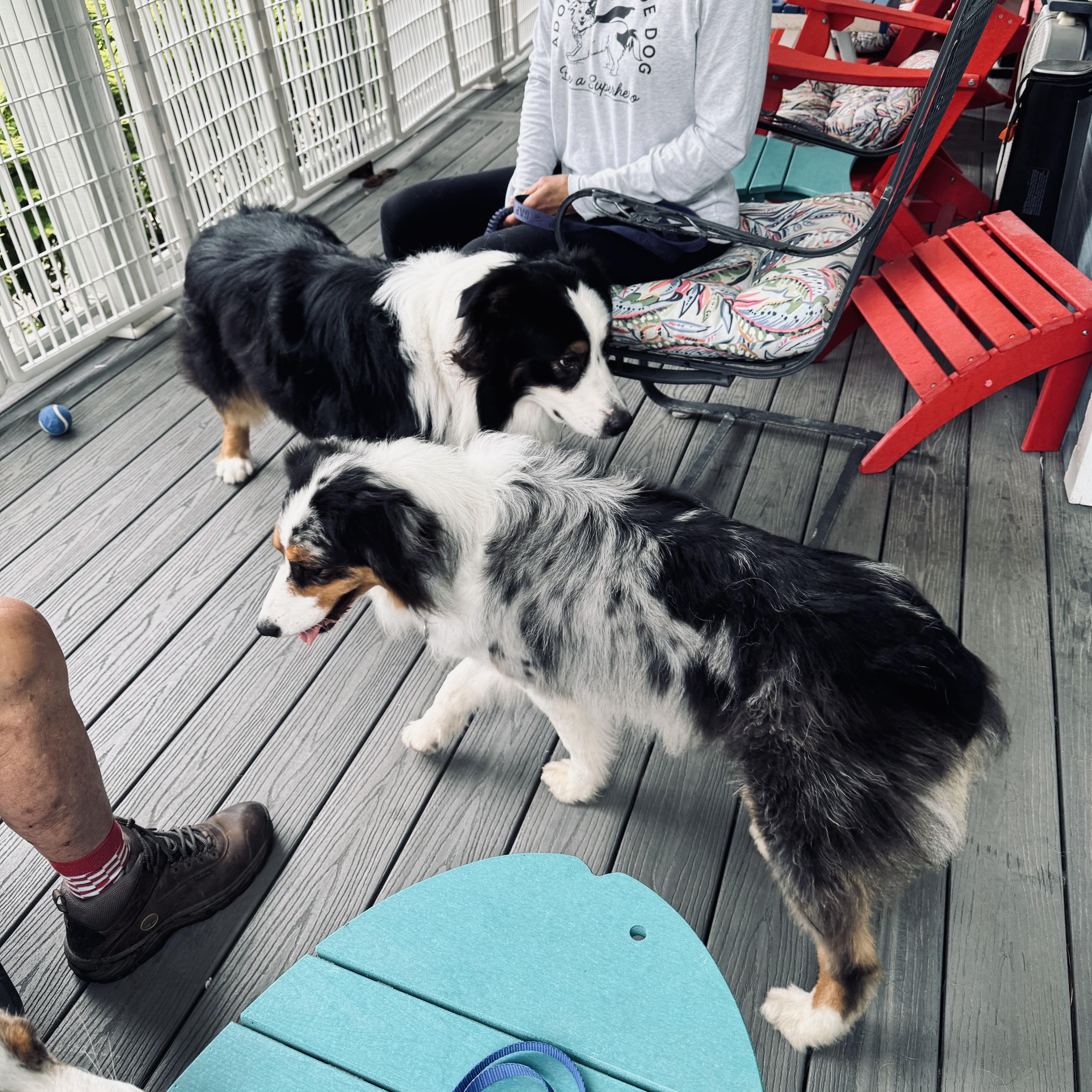 Matty, a ADOPTABLE Australian Shepherd in Louisburg, KS image 4/6