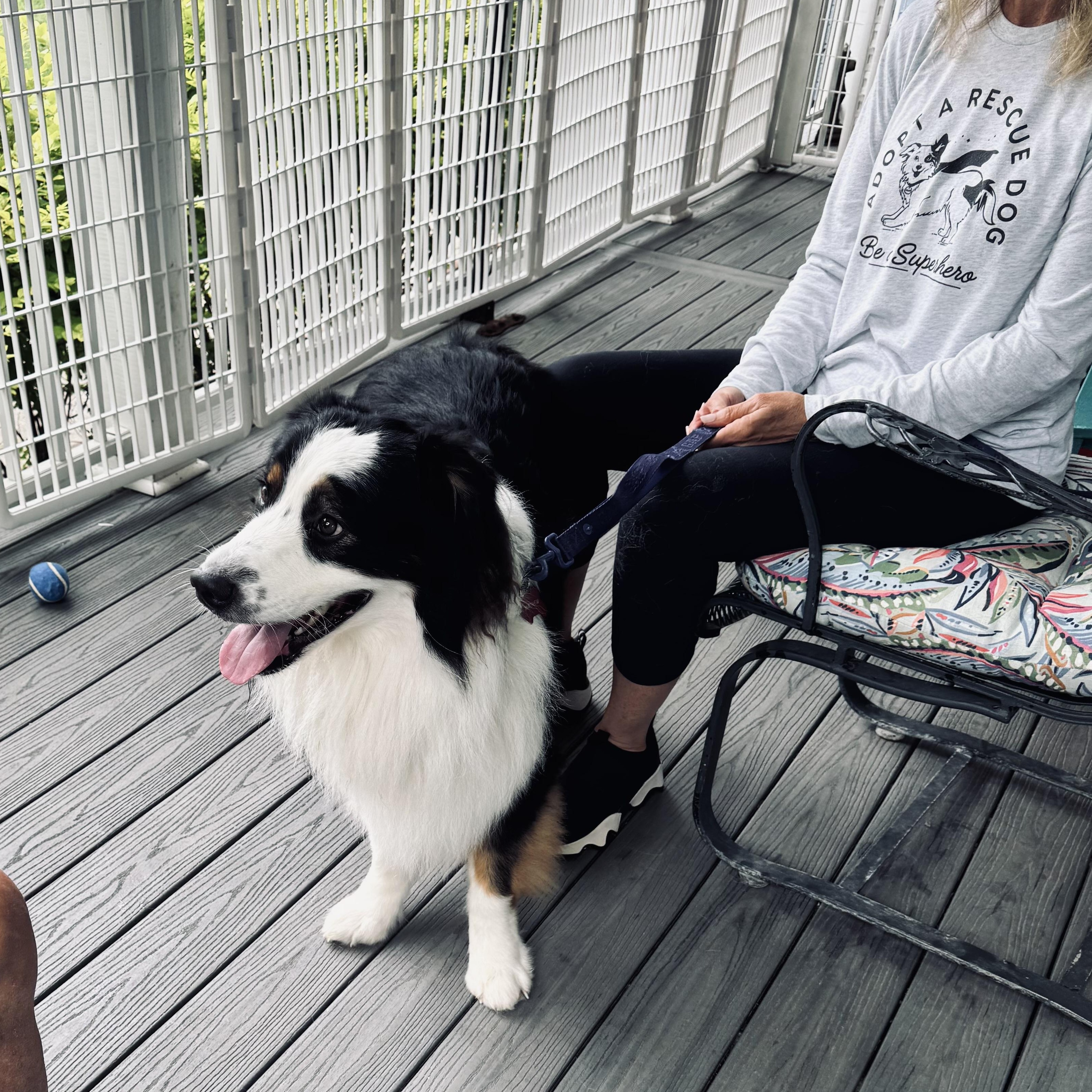 Matty, a ADOPTABLE Australian Shepherd in Louisburg, KS image 3/6