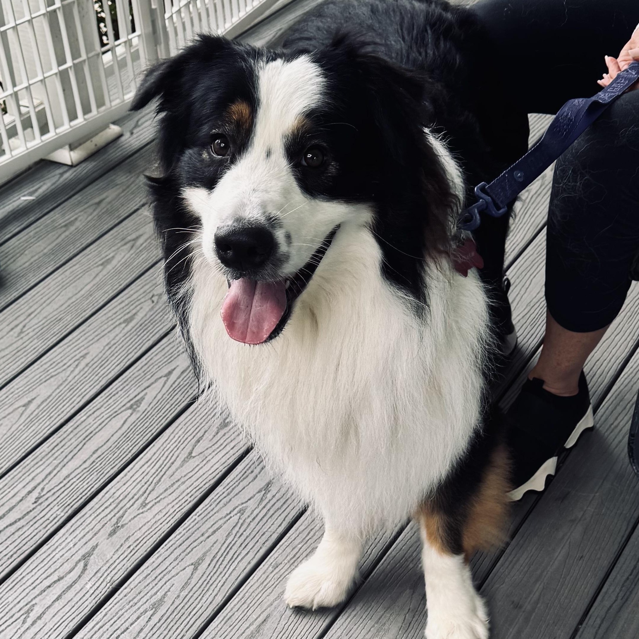 Matty, ADOPTABLE, Young Male Australian Shepherd.