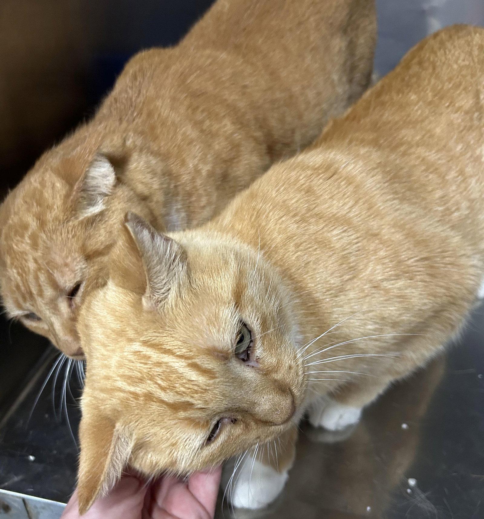 Enlarge Amber & Autumn, a Adoptable American Shorthair in Monticello, MS image 1/2