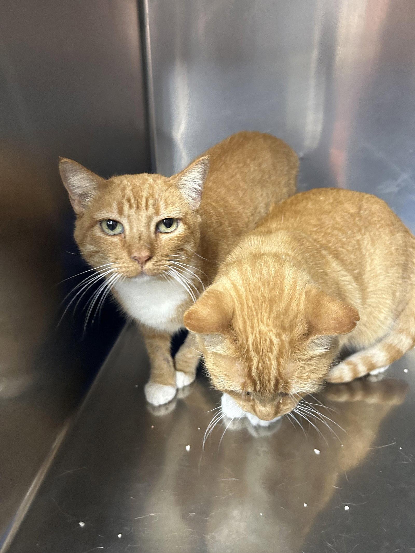 Enlarge Amber & Autumn, a Adoptable American Shorthair in Monticello, MS image 2/2