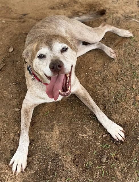 BELLA, Adoptable, Adult Female Pit Bull Terrier & Mixed Breed.