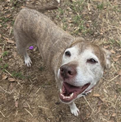 BELLA, Adoptable, Adult Female Pit Bull Terrier & Mixed Breed.