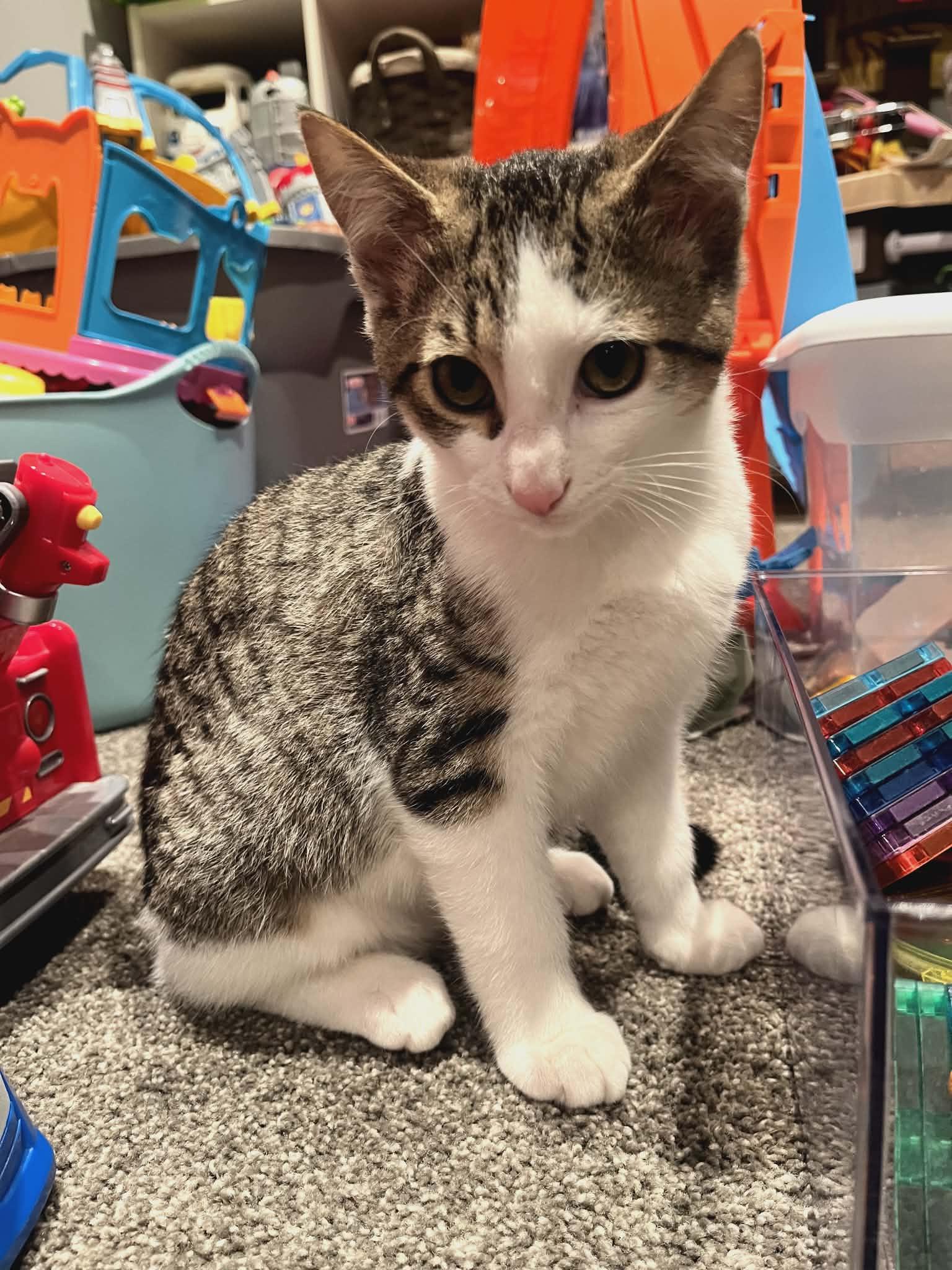 Enlarge Louie & Simon, an adopted Domestic Short Hair in Brantford, ON image 3/5