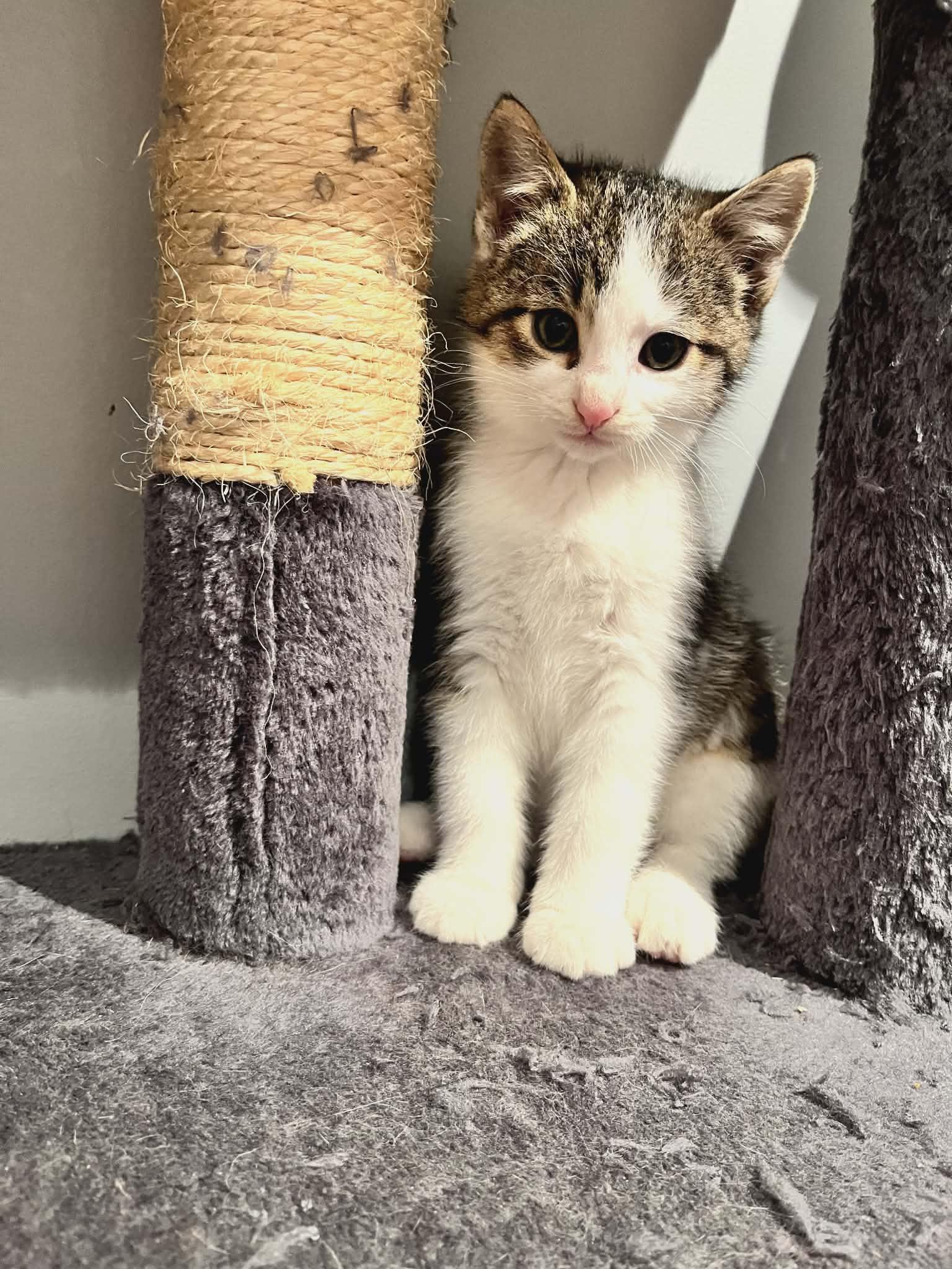 Enlarge Louie & Simon, an adopted Domestic Short Hair in Brantford, ON image 4/5